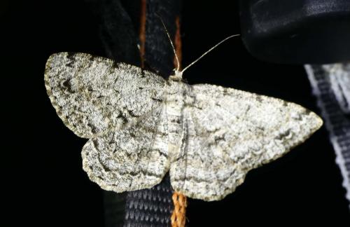 Réf. 209 628 : Hypomecis roboraria